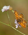 Lesser Spotted Fritillary (Melitaea trivia) ; comments:13