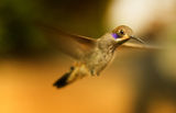 Humming Bird ; comments:14