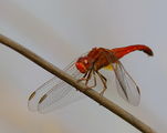 Голямо червениче (Crocothemis erythraea) ; comments:3