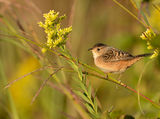 Sedge  Wren ; comments:16