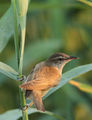 Тръстиково шаварче - (Acrocephalus arundinaceus) ; comments:14