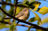 Blue-gray Gnatcatcher, Polioptila caerulea ; comments:17