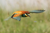 пчелояд (Merops apiaster) ; comments:18