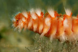 Hermodice Carunculata | Bristle worm ; comments:4