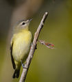 Philadelphia Vireo ; comments:12