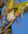 Red-eyed Vireo ; comments:6