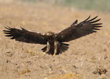 Малък креслив орел / Aquila pomarina ; comments:15