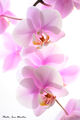 Цветята на малката Ина II / Little Ina&#039;s Flowers II ; comments:3