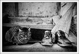 Рапсодия за Обувки, Котка и Метла ; Коментари:27