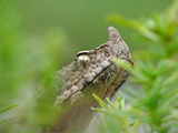 Nose-horned Viper ; comments:22