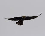 Вечерна ветрушка (Falco vespertinus), малда птица ; comments:4