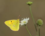 Colias crocea ; comments:2