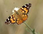 Дяволската пеперуда (Vanessa cardui) ; comments:6