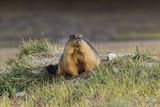 Golden marmot ; comments:36