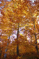 Родопска есен! ; comments:2