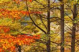 Есента в три вертикали и две хоризонтали....... :) ; comments:27