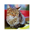 Портрет на едно неохотно коте. ; comments:6