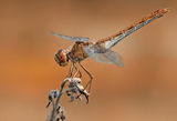 Dragon fly ; comments:6