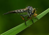Конска муха ; comments:6
