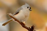 Tufted Titmouse (Baeolophus bicolor) ; comments:31