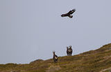 Млад скален орел атакува диви кози ; comments:26