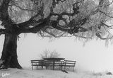 зима под вековното дърво ; comments:25
