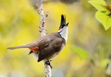  Red-whiskered Bulbul ; comments:31