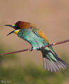 Angry Bee Eater ; comments:9
