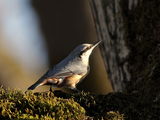 Горска зидарка (Sitta europaea) ; comments:8