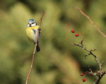 син синигер (Cyanistes caeruleus) ; Коментари:10