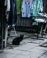  - black cat&#039;s city life - ; Comments:4