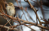 Домашно врабче/Passer domesticus - Женска ; comments:2