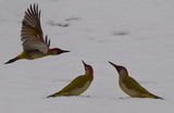 Зелен кълвач (Picus viridis ) ; comments:22