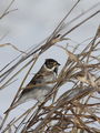 Тръстикова овесарка (Emberiza schoeniclus) ; comments:9