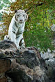 The Land of White Tigers ; Коментари:3