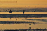 morning at shoeburyness ; comments:10