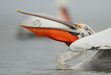 къдроглав пеликан/Dalmatian pelican/Pelecanus crispus ; comments:66