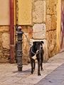 Tarragona dog ; comments:18