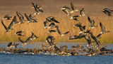 белочели гъски/White-fronted goose/Answer albifrons ; comments:26