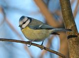 Parus caeruleus ; comments:11