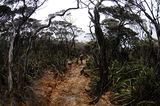 Climbing Mt Kinabalu in Sabah ; comments:4