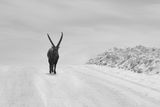 The Alpine Ibex ; comments:48