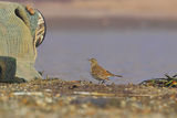 Anthus spinoletta vs Sigma 300-800 !!! ; Коментари:27