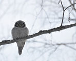  Northern Hawk-Owl (Surnia ulula) ; comments:17