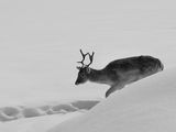 The Fallow Deer ; comments:2