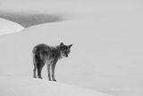 The Coyote ; Коментари:22