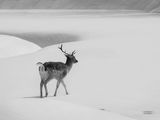 The Fallow Deer ; comments:15