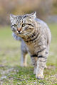Домашна котка (Felis catus) ; comments:11