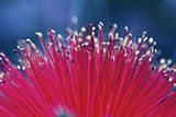 Callistemon ; comments:2