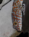 Tokay gecko (Gekko gecko) ; comments:3